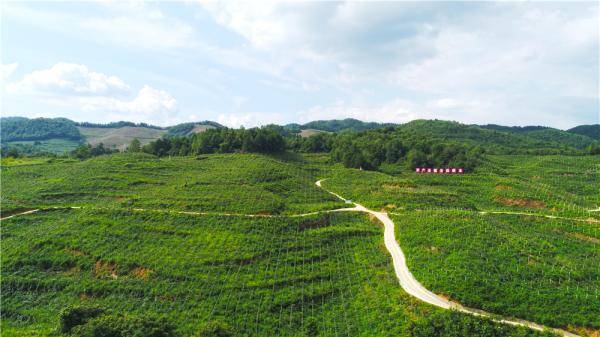 青川县白茶种植气候条件