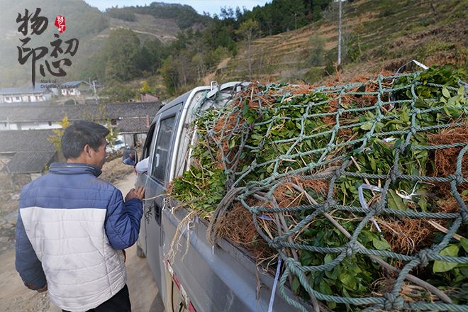 青川县白茶种植气候条件