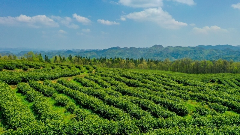 青川县白茶种植气候条件