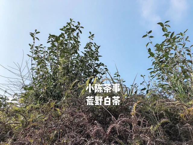 漳州古树白茶品牌招商加盟条件及费用，漳州古树茶园在哪