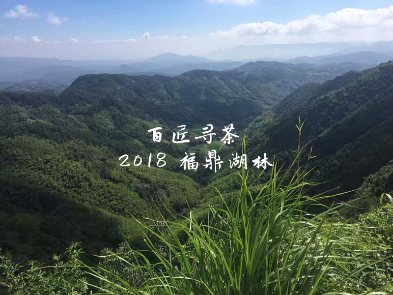 福鼎市磻溪镇白茶茶厂有几家及的产区