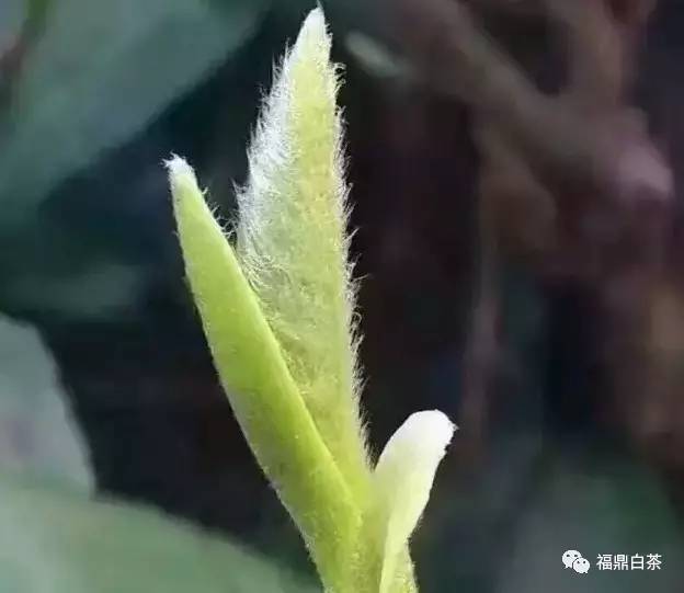 大白茶鸡毛菜是啥歌