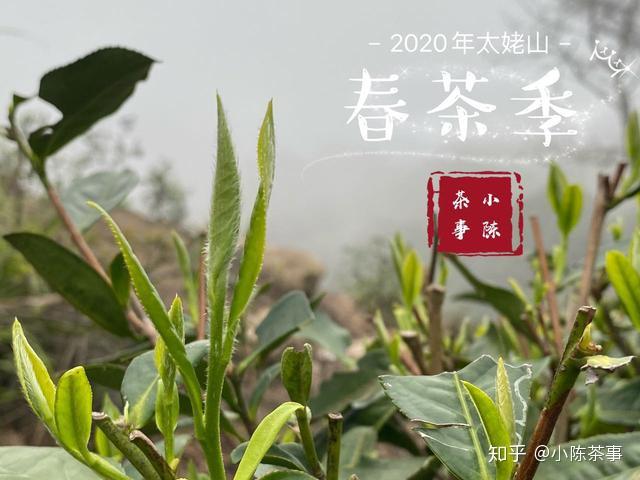 张天福有机白茶牡丹王