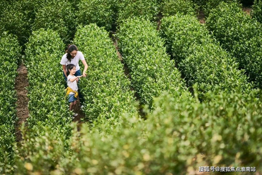 安吉白茶的现状及市场前景分析