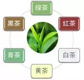 州白茶茶叶渠道代理价格查询