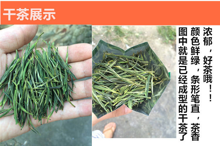 安吉白茶250克多少钱