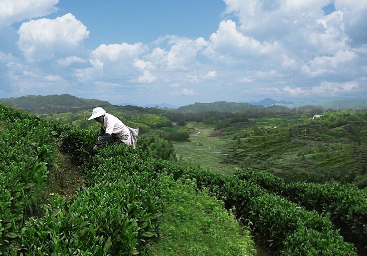 中国白茶发源地福鼎：张天福，政和山