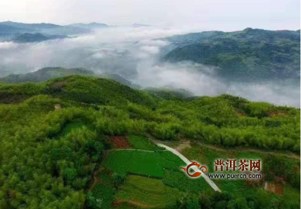 中国白茶发源地福鼎：张天福，政和山