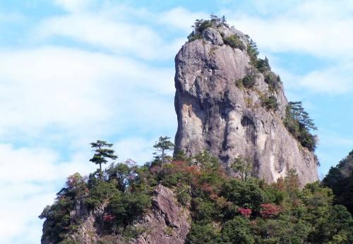 白茶的发源地是政和县九龙窠太姥山