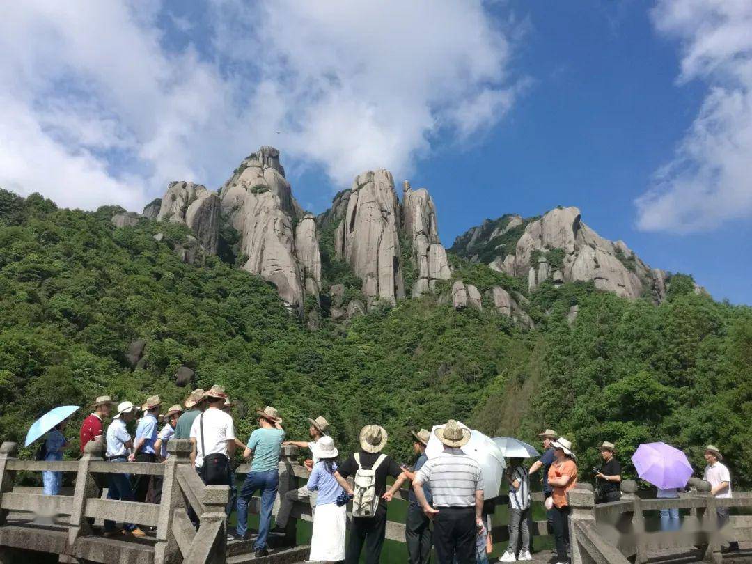 白茶的发源地是政和县九龙窠太姥山