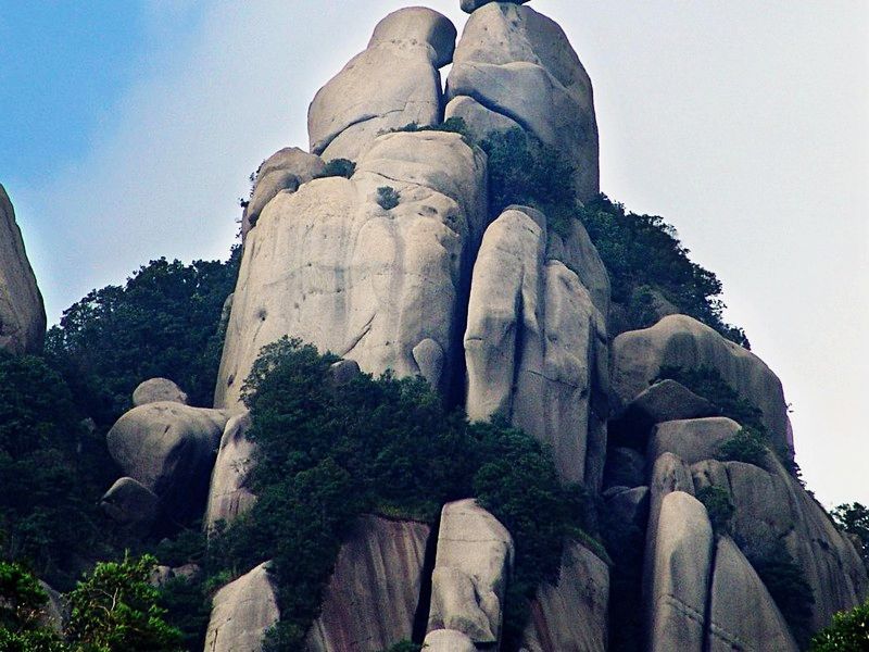 白茶的发源地是政和县九龙窠太姥山