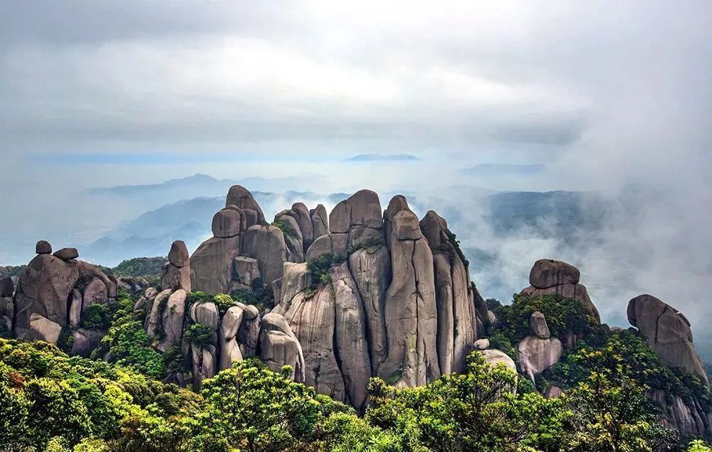 白茶的发源地是政和县九龙窠太姥山