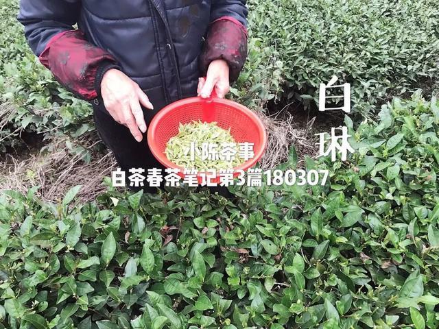 福鼎白茶磻溪产区品牌及磻溪福鼎白茶茶厂