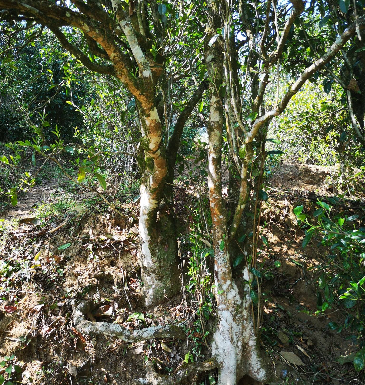 茂名古树白茶渠道代理条件