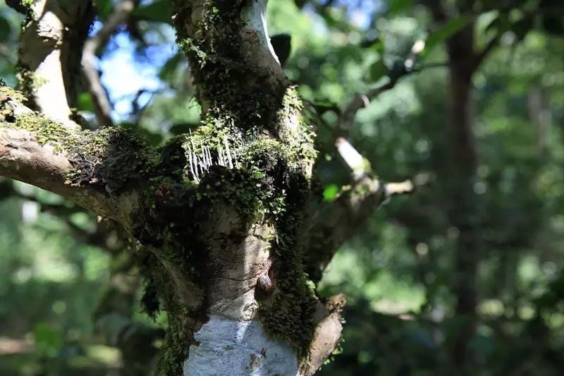 古树白茶产自哪里最多的产地及其口感