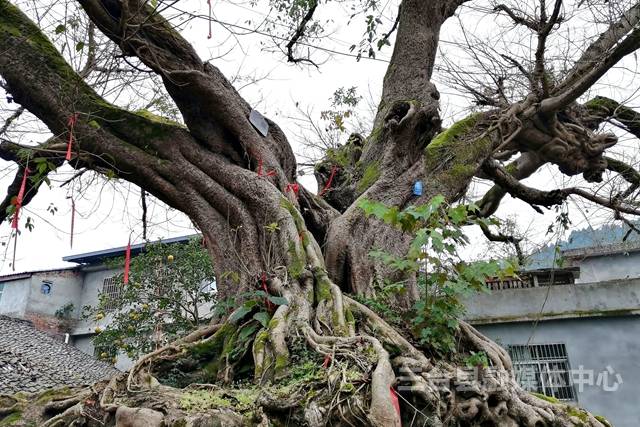 嘉兴古树名木目录查询及地图