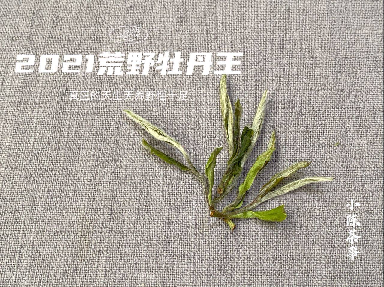 老白茶里面的虫子是什么虫