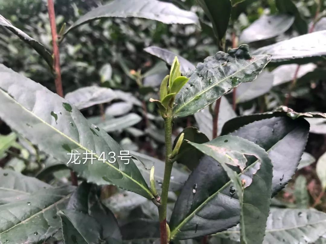 安吉白茶是一叶一芽好还是二叶一芽好？