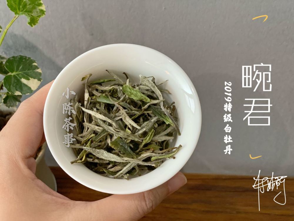 安吉白茶一叶知茗