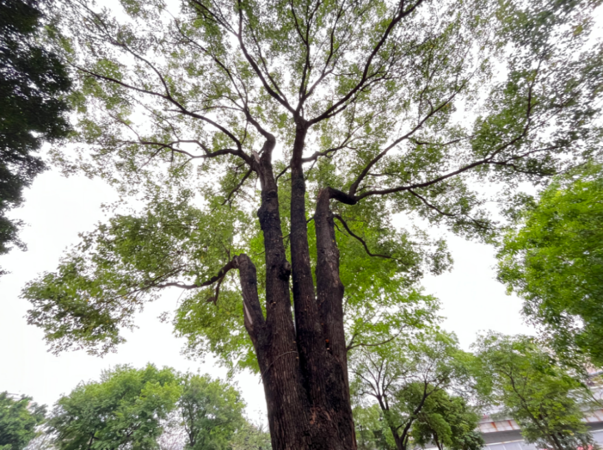 南古树白茶渠道代理条件如何