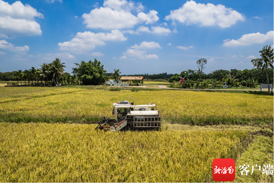 汕尾本地茶叶种植基地及场