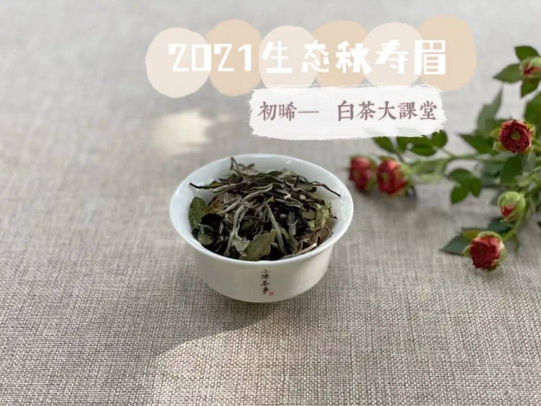 资深老白茶加盟要什么条件