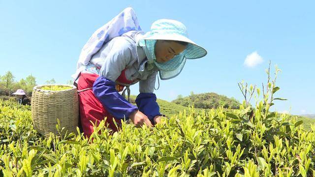 白茶从采摘到做完需要多久的基本工序是什么？