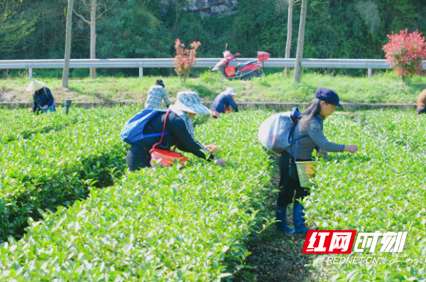 白茶怎么采快及采摘制作工艺流程