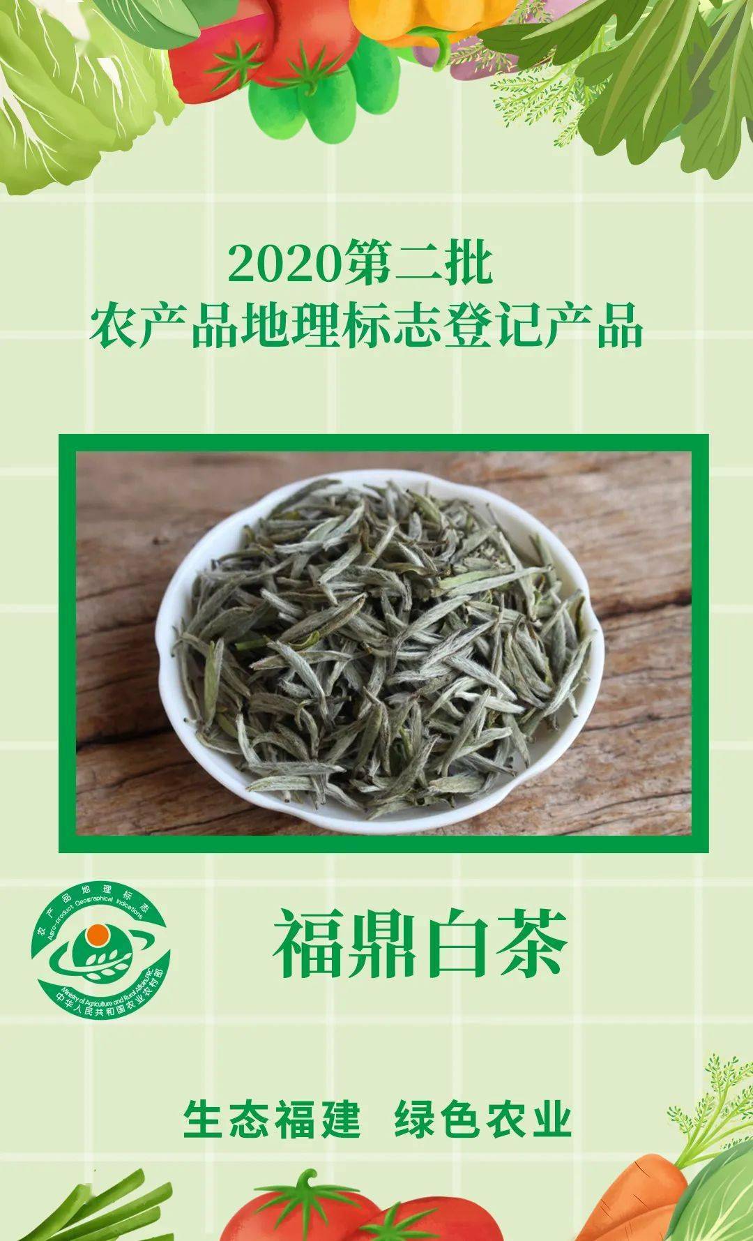 福鼎南山白茶茶叶加盟代理