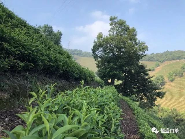 安吉白茶树哪里有卖，今日价格及基地信息