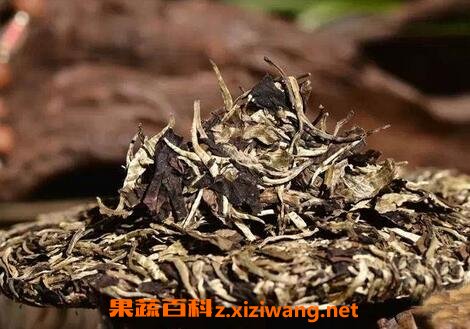 白茶树根的药用功效与禁忌