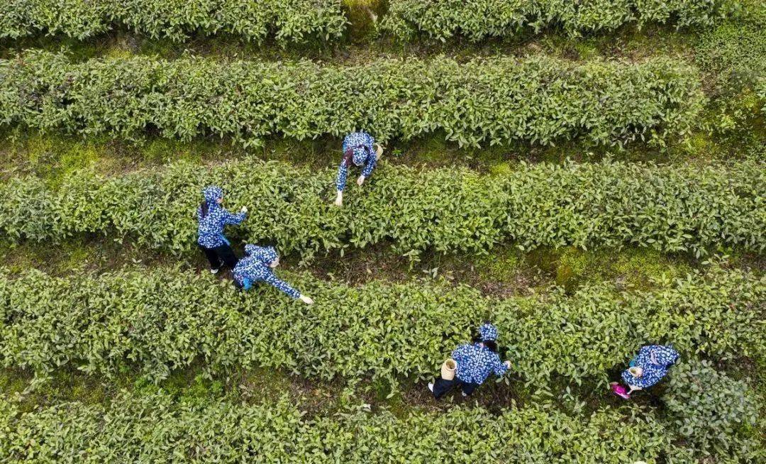 州白鹿白茶是什么树的