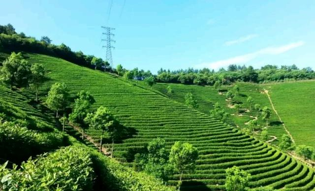 福建哪些地方生产白茶好