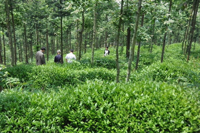 州古树白茶经销批发地址