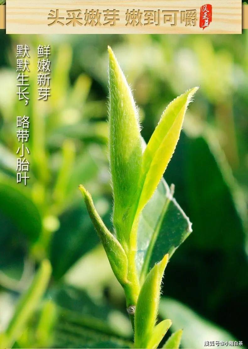 白茶新茶和旧茶有什么区别及比较好呢？