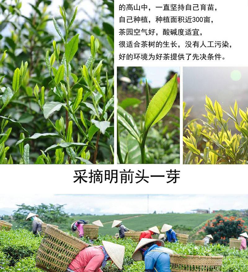 安吉白茶树龄最久是多少年及种植几年可采摘