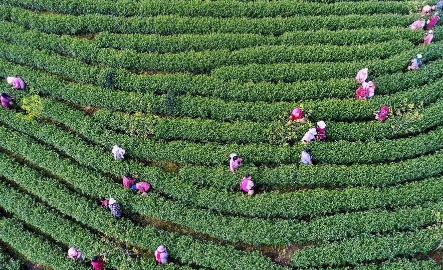 安吉白茶树龄最久是多少年及种植几年可采摘