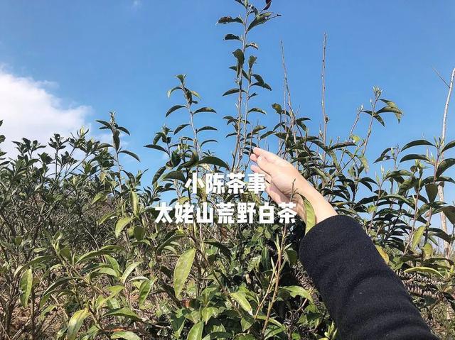 在哪里买到便宜的白茶树呢