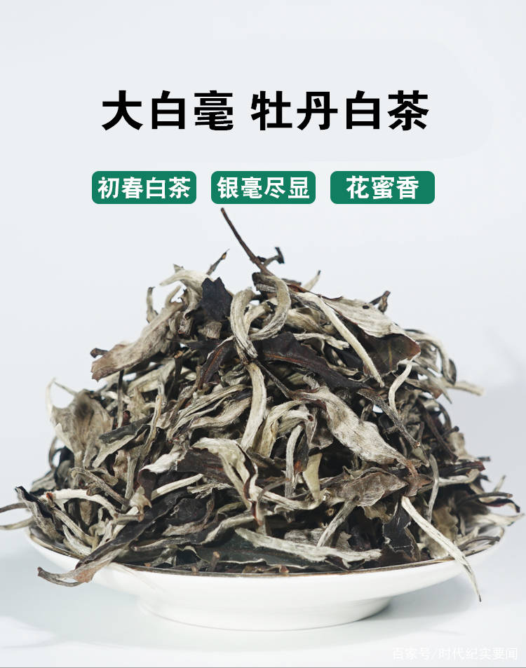 崂山白茶是什么茶种及其功效