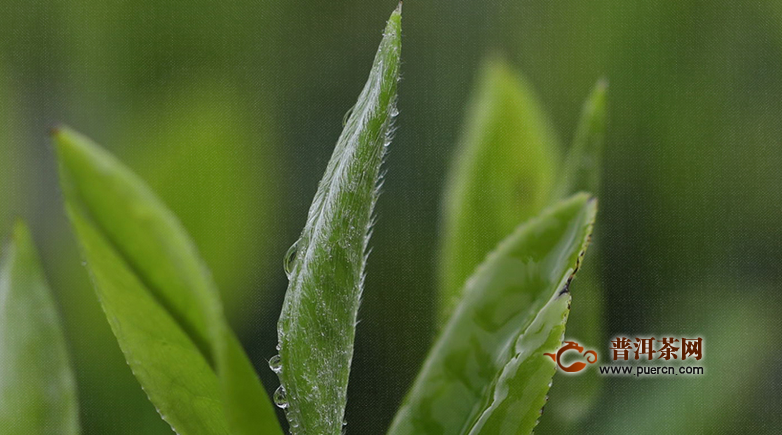 绿雪芽白茶有造假的吗