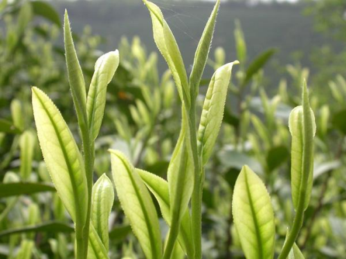 黄茶和白茶怎么区分好坏