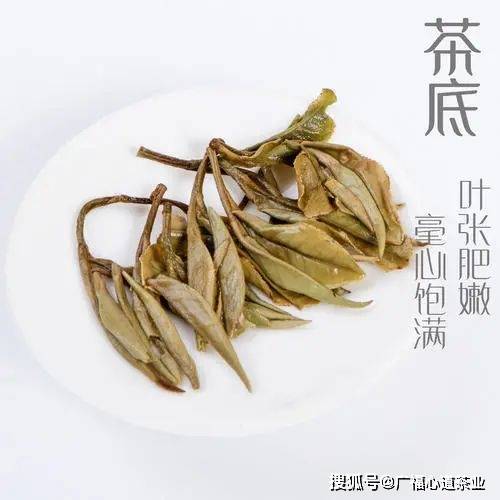 黄茶和白茶怎么区分好坏