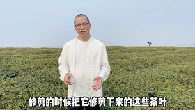 白茶煮出来为什么颜色变黑色