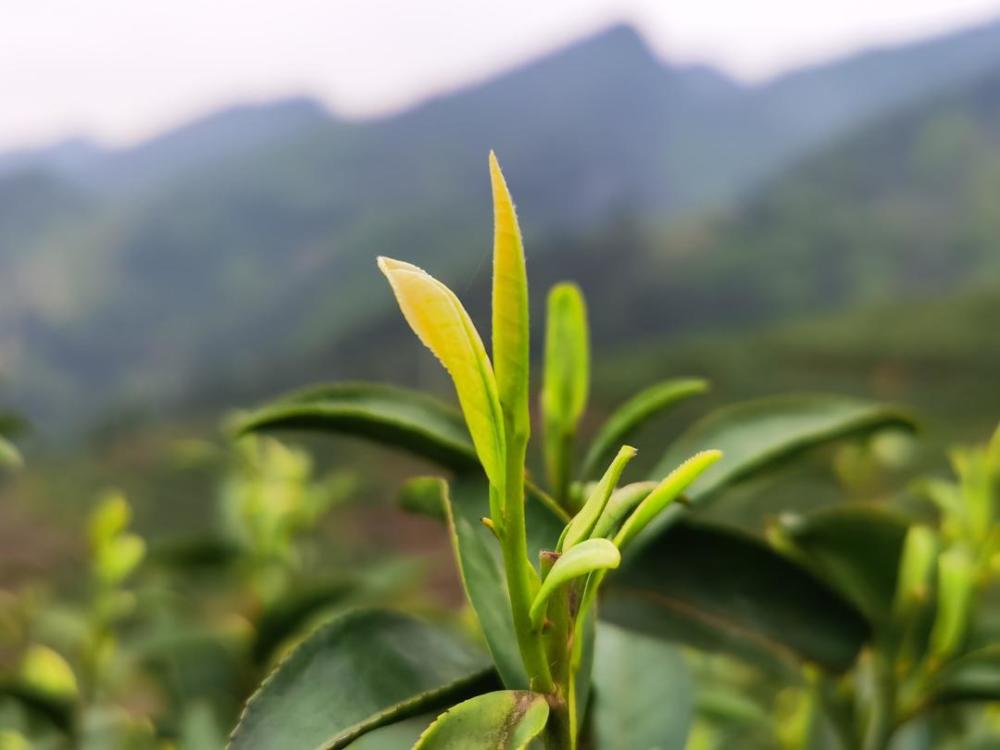 四川大竹白茶巴蜀玉叶