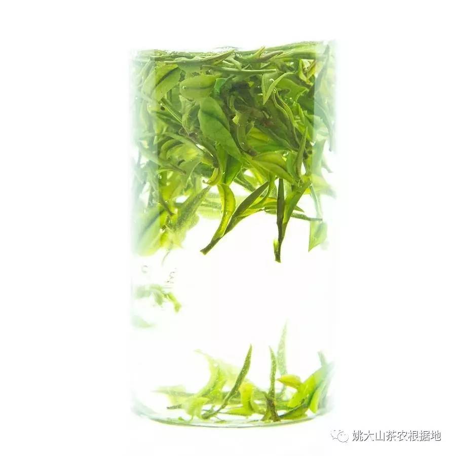 山黄芽与安吉白茶哪个贵？区别是什么？