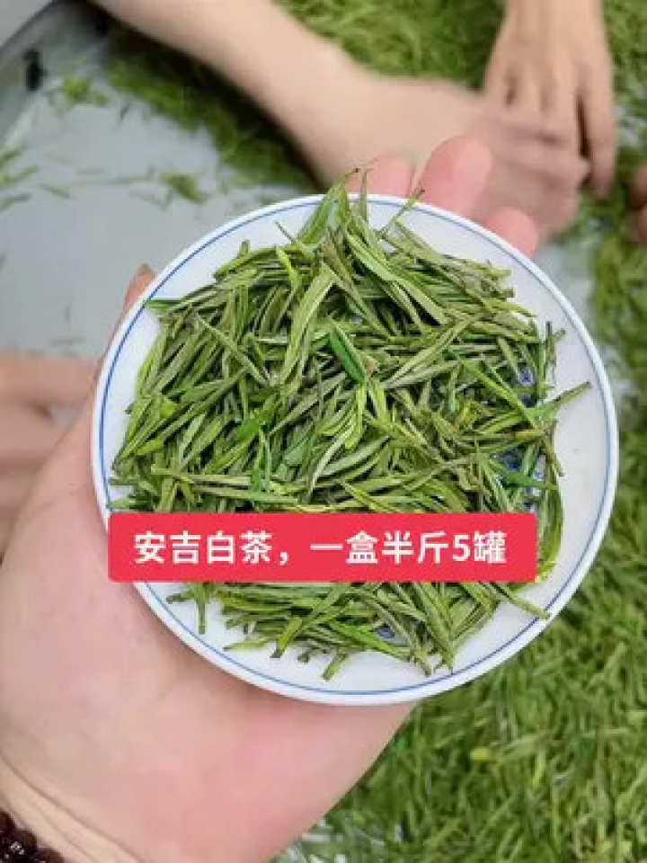 山黄芽与安吉白茶哪个贵