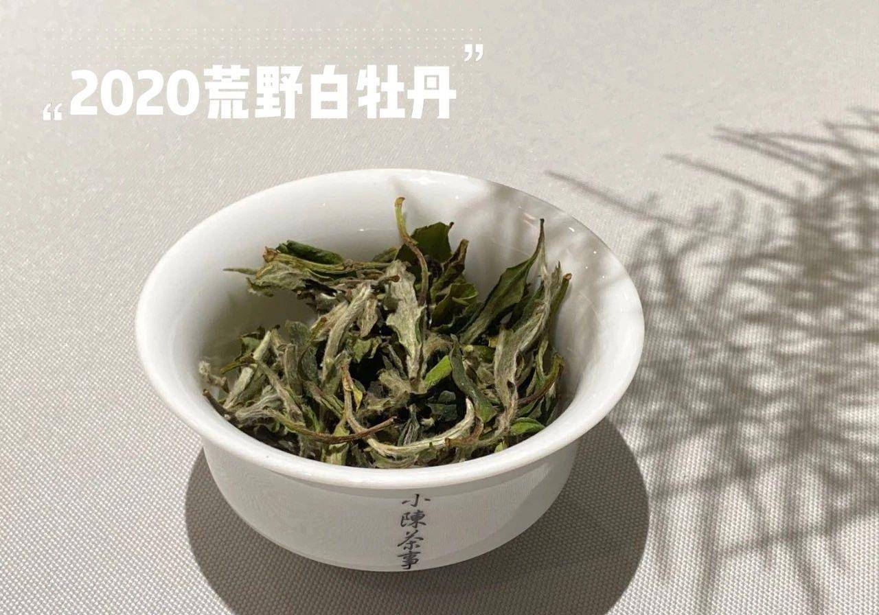 白茶的根长得快吗能吃吗有毒吗，树长什么样子，茶叶可以吃吗