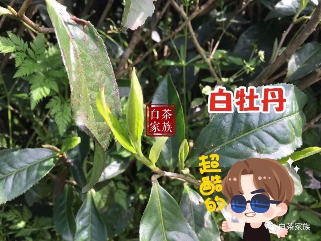 安吉白茶为什么芽头白呢