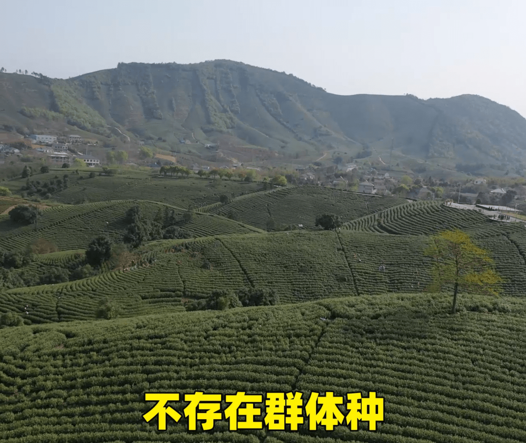 松溪县安吉白茶开采地址