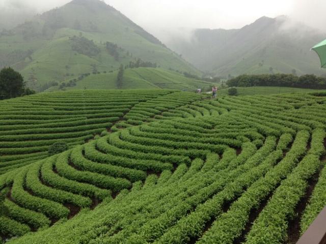 松溪县安吉白茶开采地址